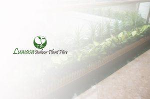 Luwasa Indoor Plant Hire Portfolio